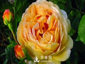 月季基地告诉你这四个原因容易导致树状月季枯死