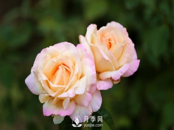 大花月季花扦插方法，用杯子给月季扦插方法