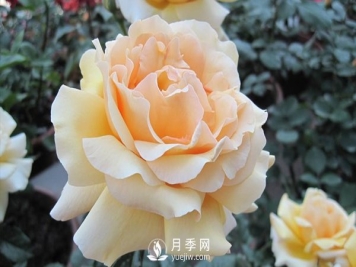 藤本月季种植户月季施肥方法