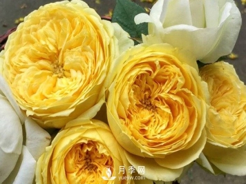 凯特琳娜月季推荐