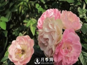 只要对月季做一个动作，就能让一枝头八朵花绽放