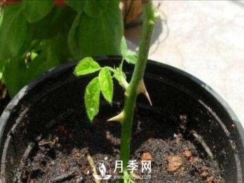 冬季扦插月季花，还能活吗？