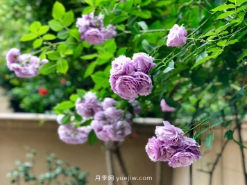 别的花不爱只养月季花，精挑细选了5个品种个个经典