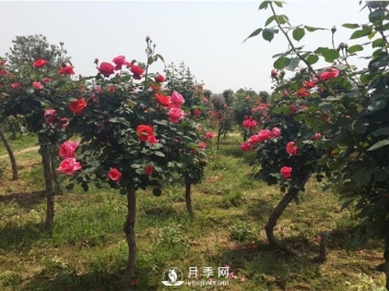 三门峡月季花如何做能快速进入下一波花期？