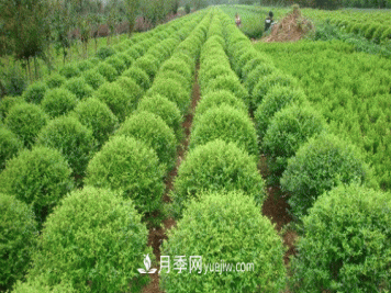 绿化苗木尺寸规格小知识