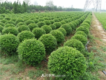 小叶女贞球批发价格