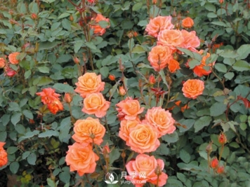 月季花茶和玫瑰花茶怎样能够区分开？