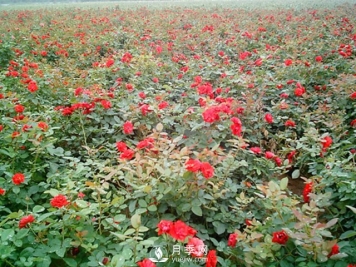 为什么给月季施叶面肥？如何让月季茁壮成长？