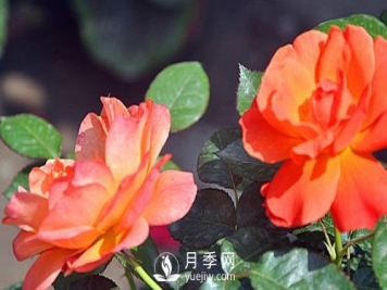 南阳大花月季在种植时要注意哪些问题呢？