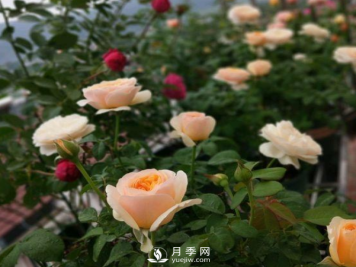 初春养月季，做好这几点至关重要。