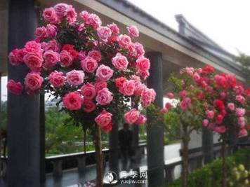 种植和管理树状月季中需要注意的几点，你知道吗？