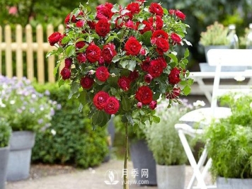 南阳月季苗木基地讲述月季花养殖该如何选择花盆和盆土？