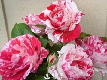 夏季月季园的管理以及除芽留芽怎么处理