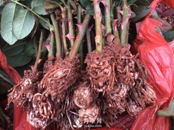 月季种植养护四大要点，让你的月季花开满盆！