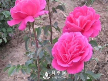 南阳种植月季花的温度要求和浇水注意事项