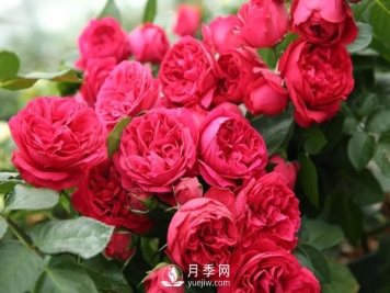 月季扦插如何防“假活”你知道吗？