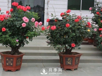 如何让盆栽月季植株大，枝头多，开满盆常开不败？