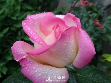 南阳月季花黄白苗防治技术分享