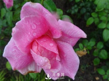 南阳月季花想长得好看，要学会的小技巧