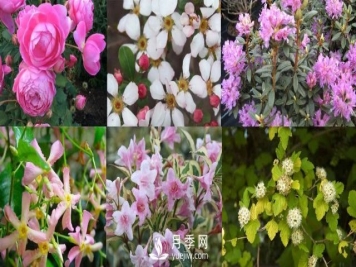 13种耐寒的盆栽花卉，零下20多度可存活，大部分南方也能种