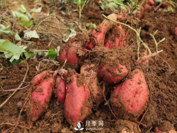 红薯在我国种了几百年，但红薯原产地并不在中国