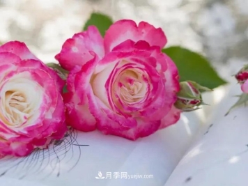 丰花月季新品推荐椿风月季