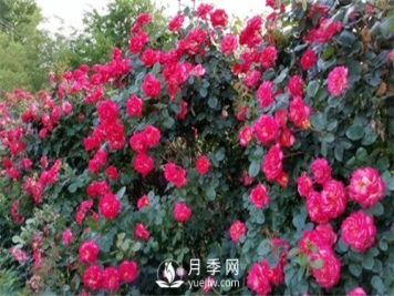 花魂月季品种介绍