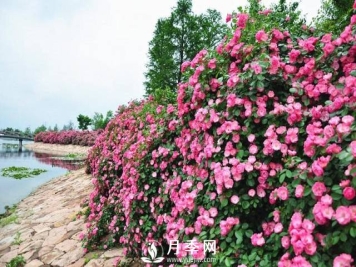 掌握好下面5点 养好月季如此简单容易