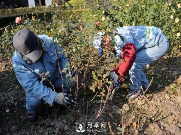 月季养护12个月计划表，按照这个养，月季花园不是梦