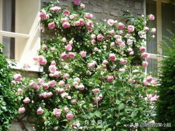 有哪些只看一眼就叫人欲罢不能的月季品种？