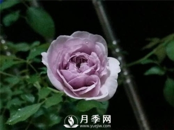 爆款月季“蓝色阴雨”，火遍网络