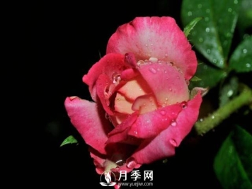 秋天是月季的盛花期 你需要这样养护