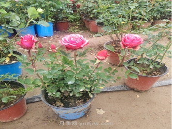 月季底部的叶子需要摘掉吗？