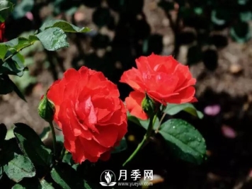 月季移栽后的养护