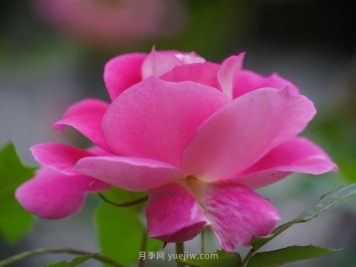 六月南阳街头的月季花让人心动