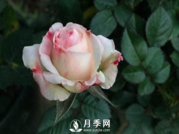 这么多迷人的月季品种，你喜欢哪一个