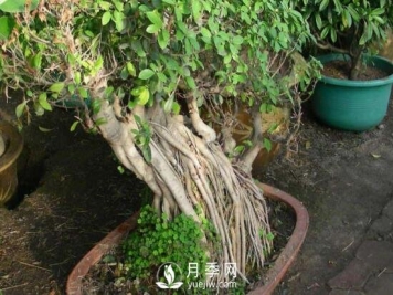 榕树盆景的养殖方法和注意事项