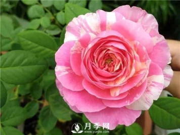 夏季养月季，如何快速的给土壤降温