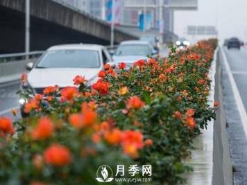 先来说一些怎么控制月季花的花期