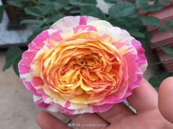 推荐夏季高温耐晒的4种月季，花朵不散还勤花