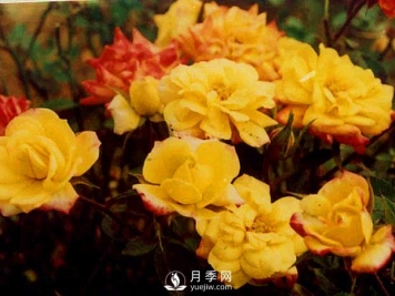 树状月季价格月季叶面施肥需要注意哪些 冬季怎么管理月季