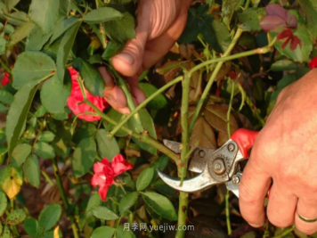 立秋以后养月季，做好三件事