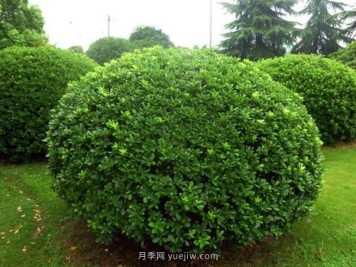 海桐球栽培养护管理方法