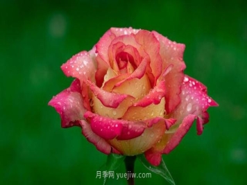 夏天注意4个方面的养护工作，月季花才能安全无忧的度夏