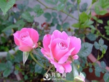 1种酸泡2小时，月季扦插生根快，白根长10厘米，生根13条