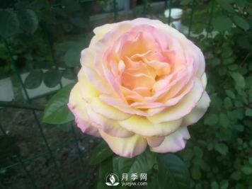 真的！懒人也能种好月季花