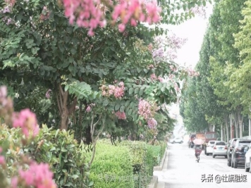 南阳社旗：紫薇花开香满城