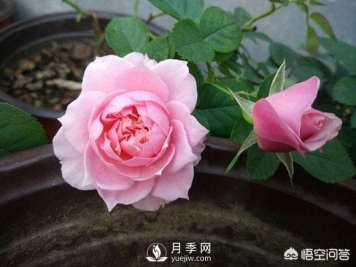 月季是非常好养的植物，想让它长得旺盛做好几方面