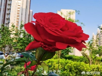 月季苗千差万别，那么怎样让月季长势好呢？