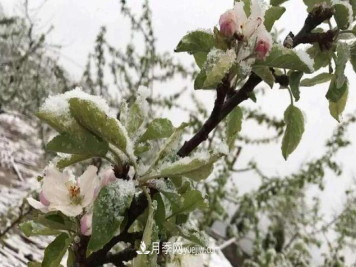 苗木防寒，老苗木人都会疏忽的地方要注意